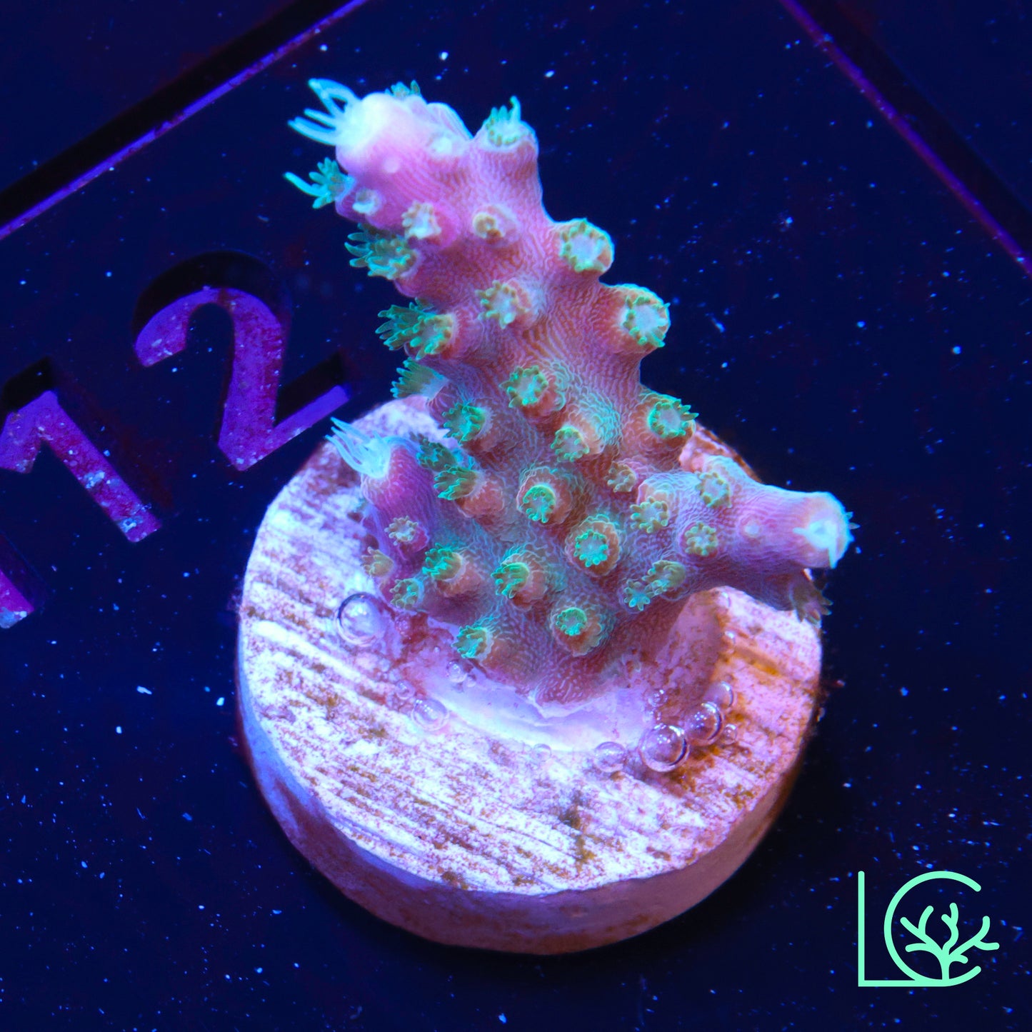 Fruity Pebbles Acropora WYSIWYG