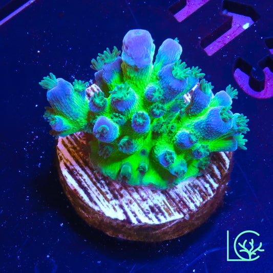 WWC Madman Austrea Acropora WYSIWYG