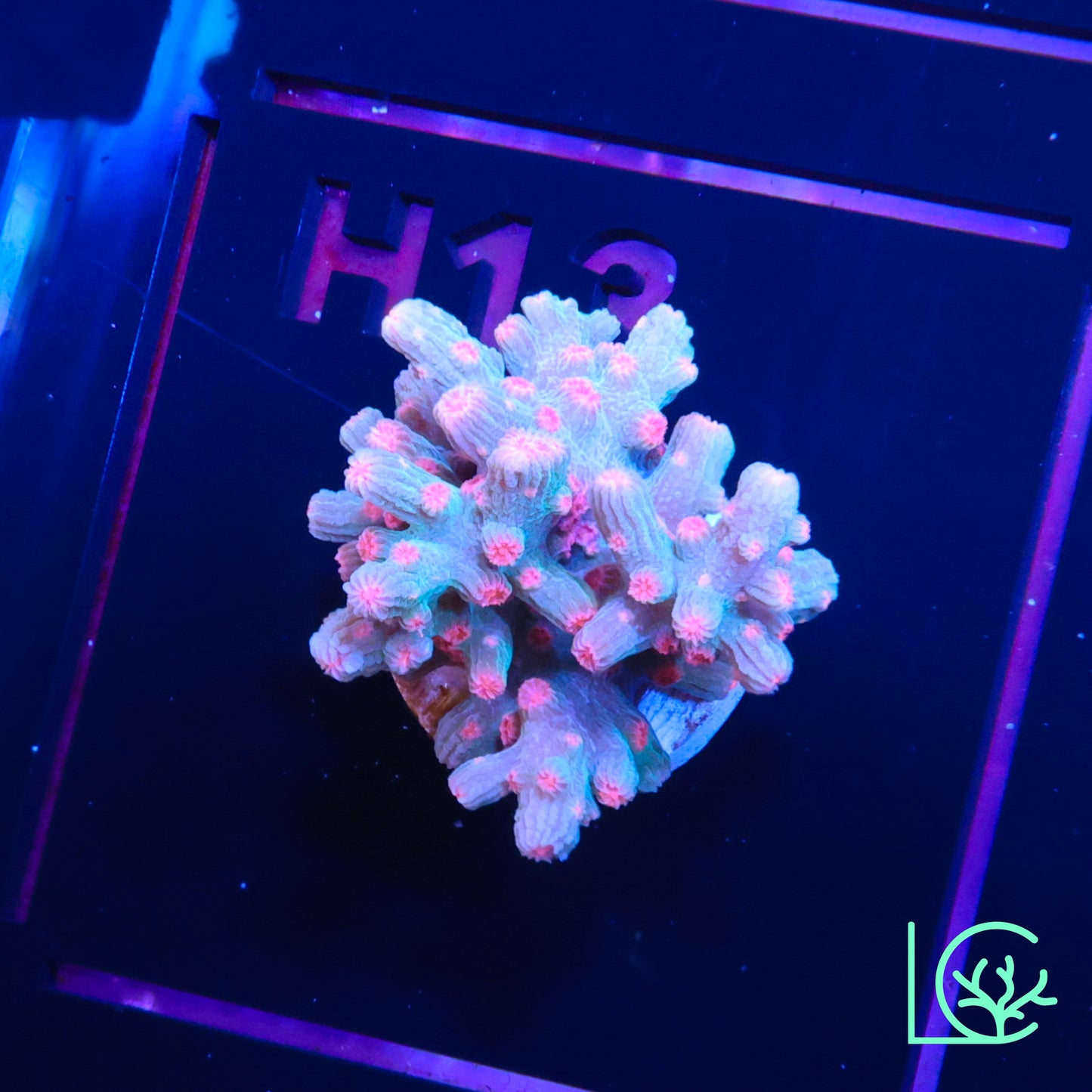Vivid's Branching Cyphastrea WYSIWYG