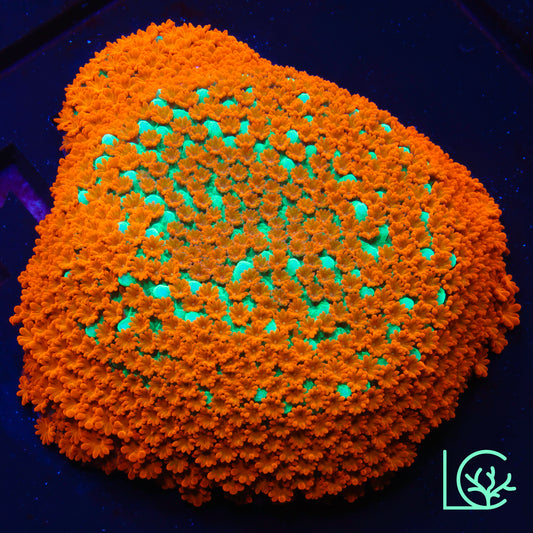 JF Aquaman Montipora WYSIWYG