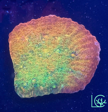 Psychadelic Chalice WYSIWYG