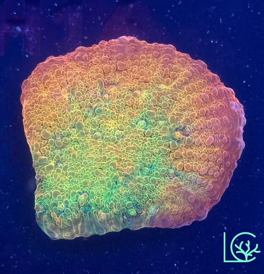 Psychadelic Chalice WYSIWYG