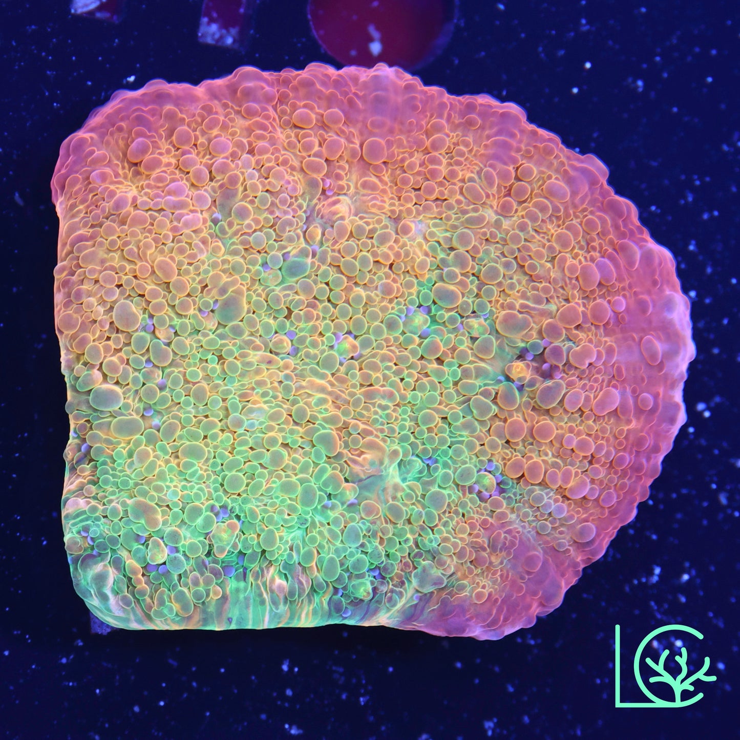 Psychadelic Chalice WYSIWYG