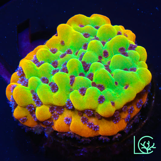 TSA Beast Montipora WYSIWYG