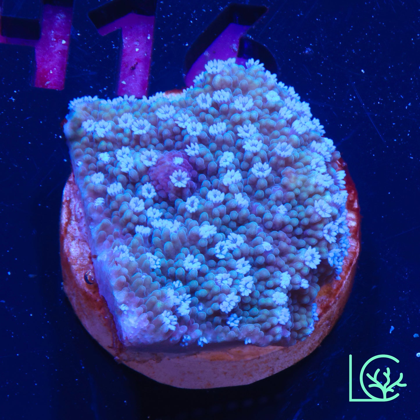 ORA Melonberry Montipora WYSIWYG
