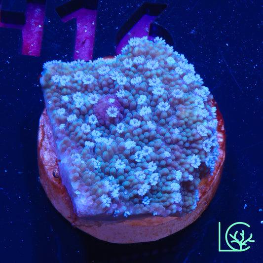 ORA Melonberry Montipora WYSIWYG