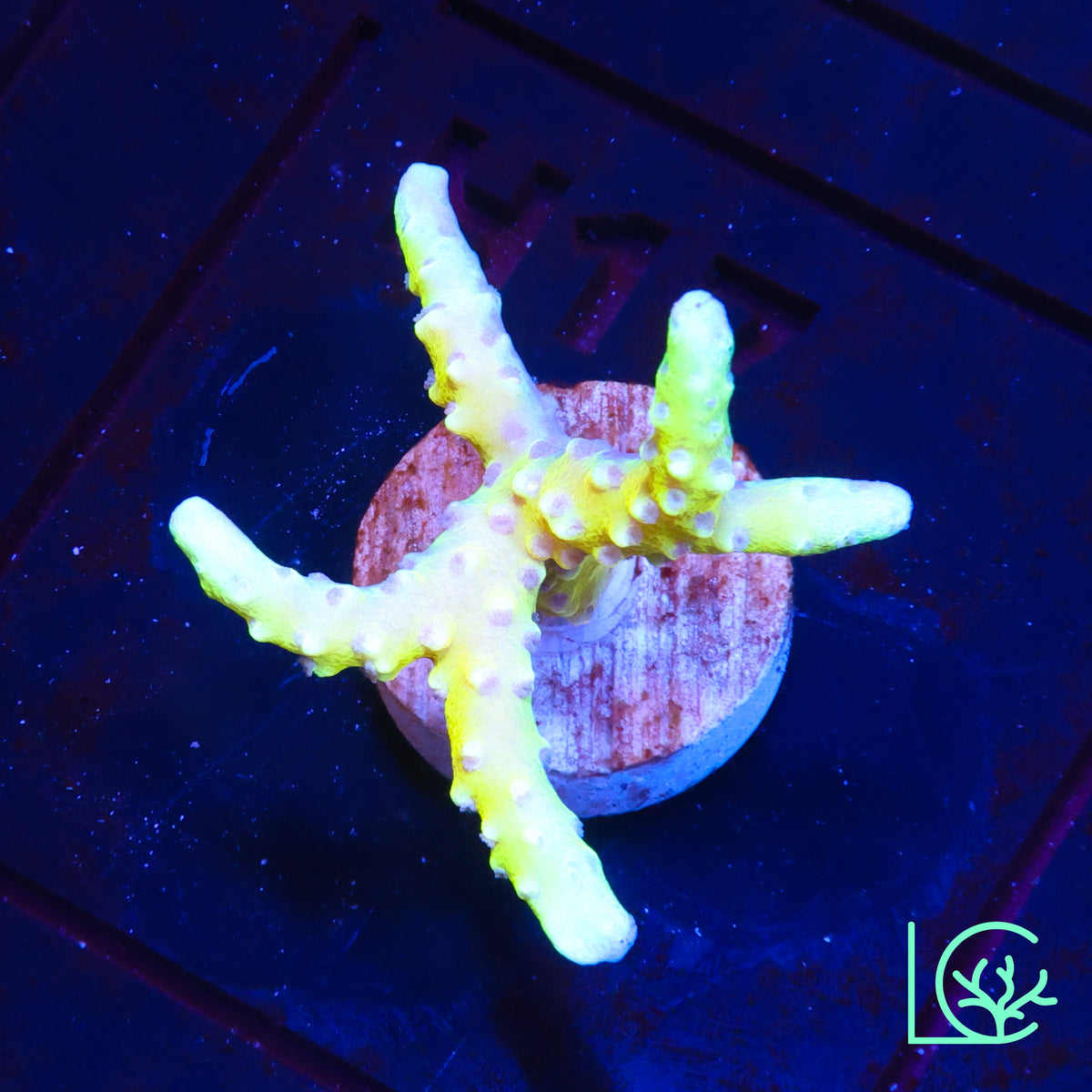 RRC Golden Rod Anacropora WYSIWYG