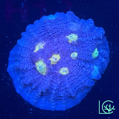 ORA Easter Egg Chalice WYSIWYG