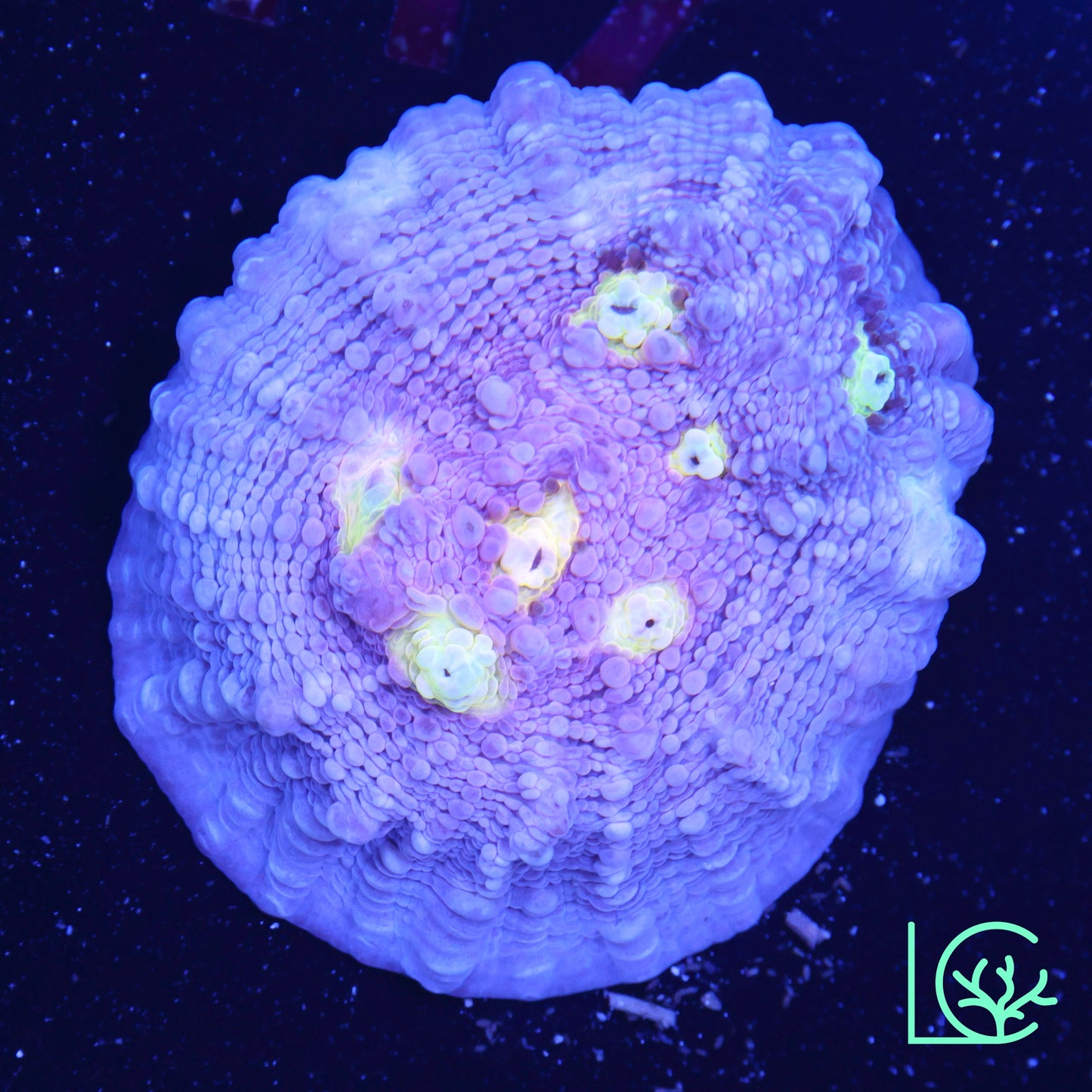 ORA Easter Egg Chalice WYSIWYG