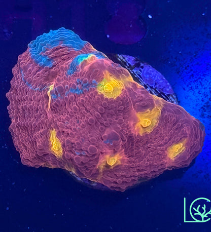 WWC Jellybean Chalice WYSIWYG