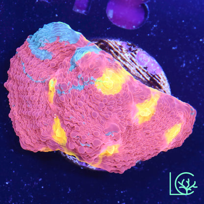 WWC Jellybean Chalice WYSIWYG