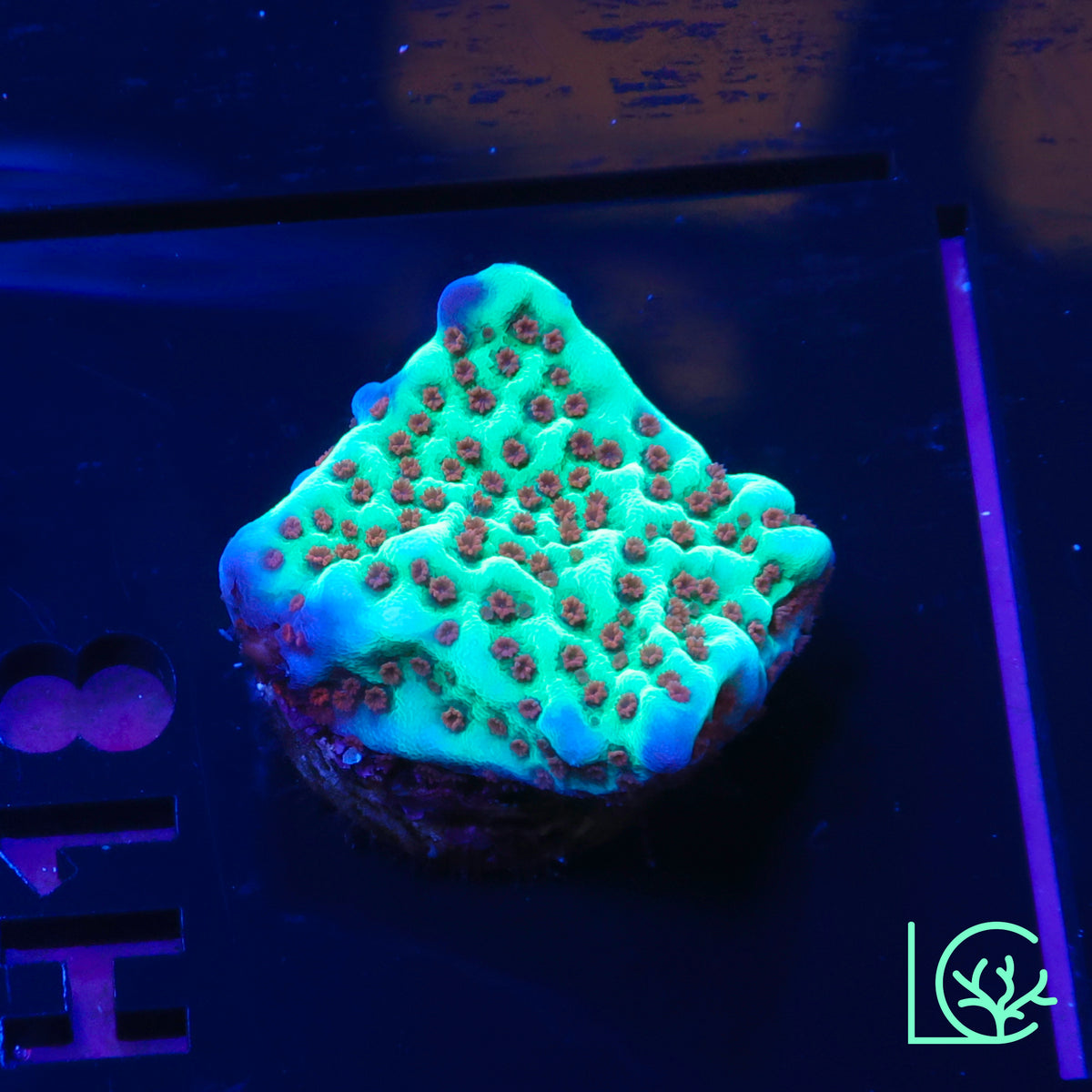 Jedi Mindtrick Montipora WYSIWYG