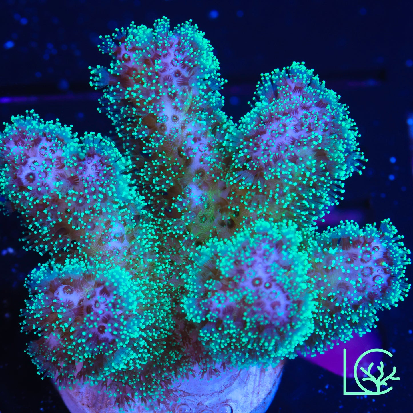 ORA Pink & Green Pocillopora WYSIWYG