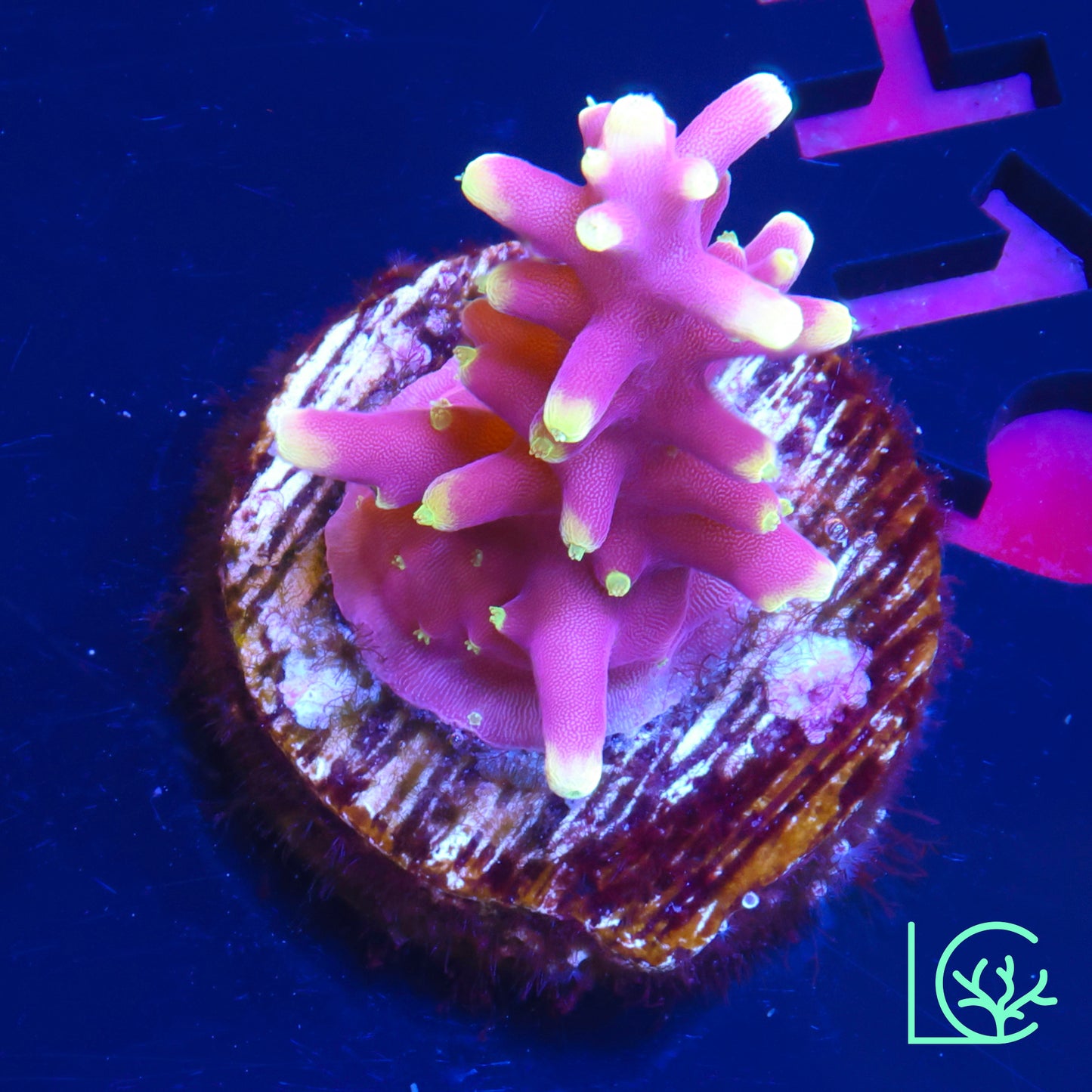 Little Red Ferrari Anacropora WYSIWYG