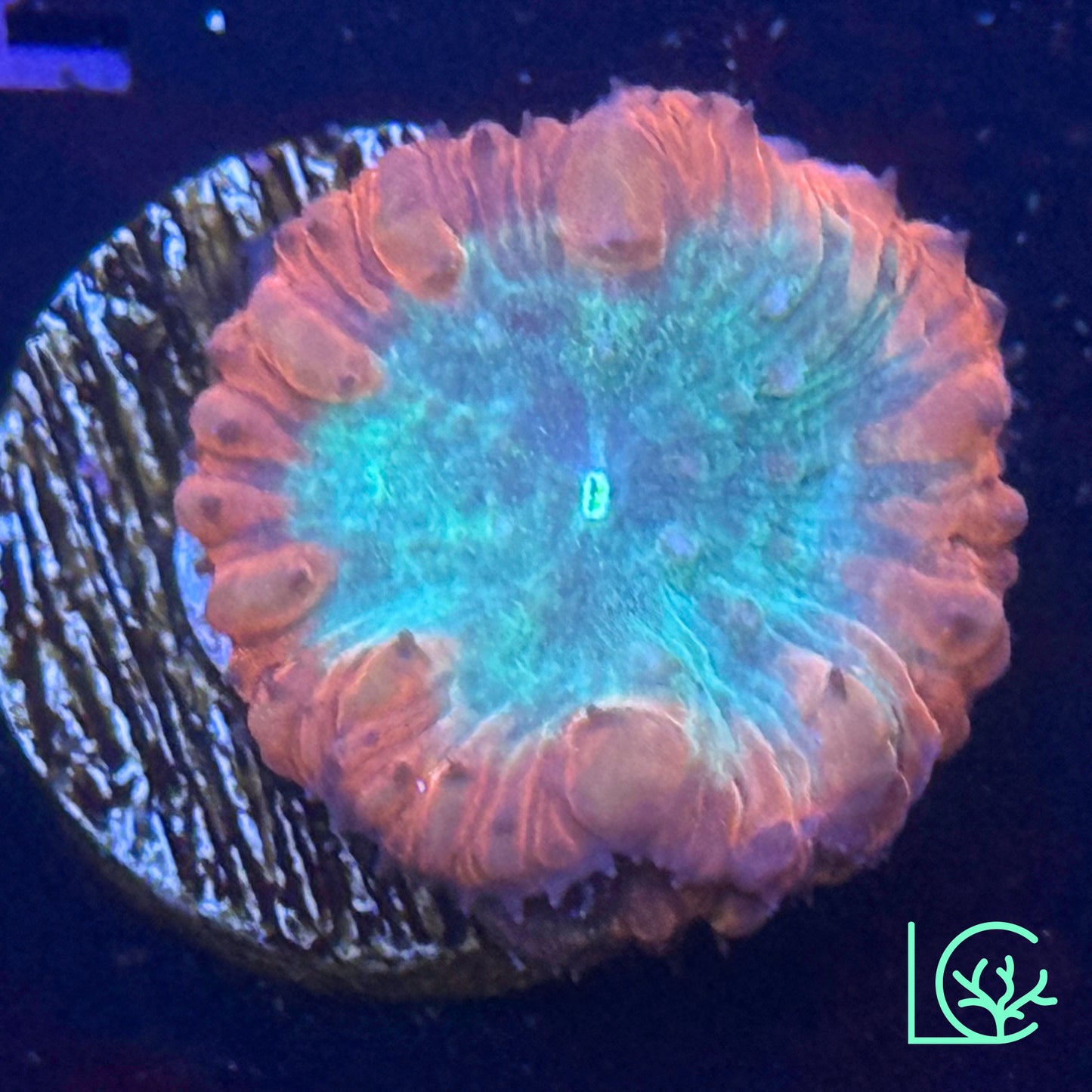 Very Berry Blasto WYSIWYG