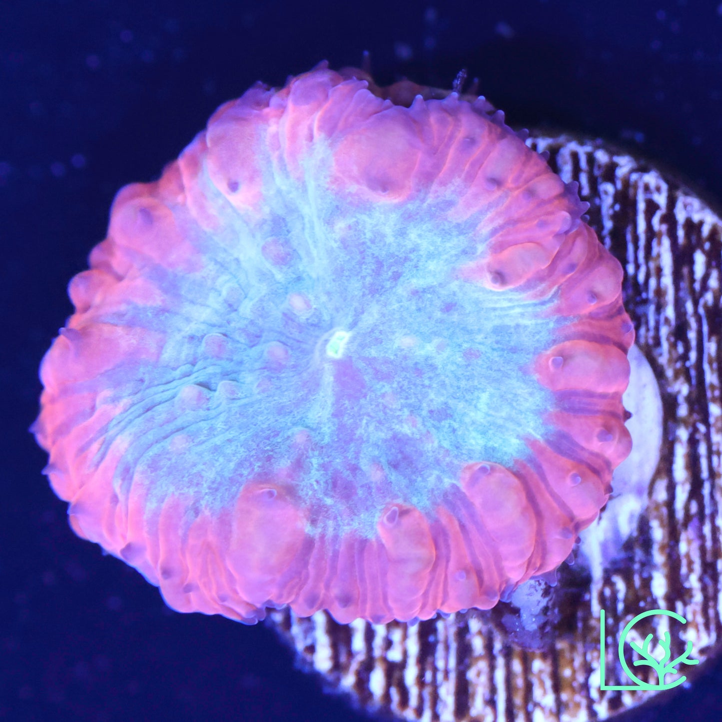 Very Berry Blasto WYSIWYG