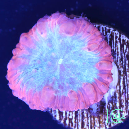 Very Berry Blasto WYSIWYG