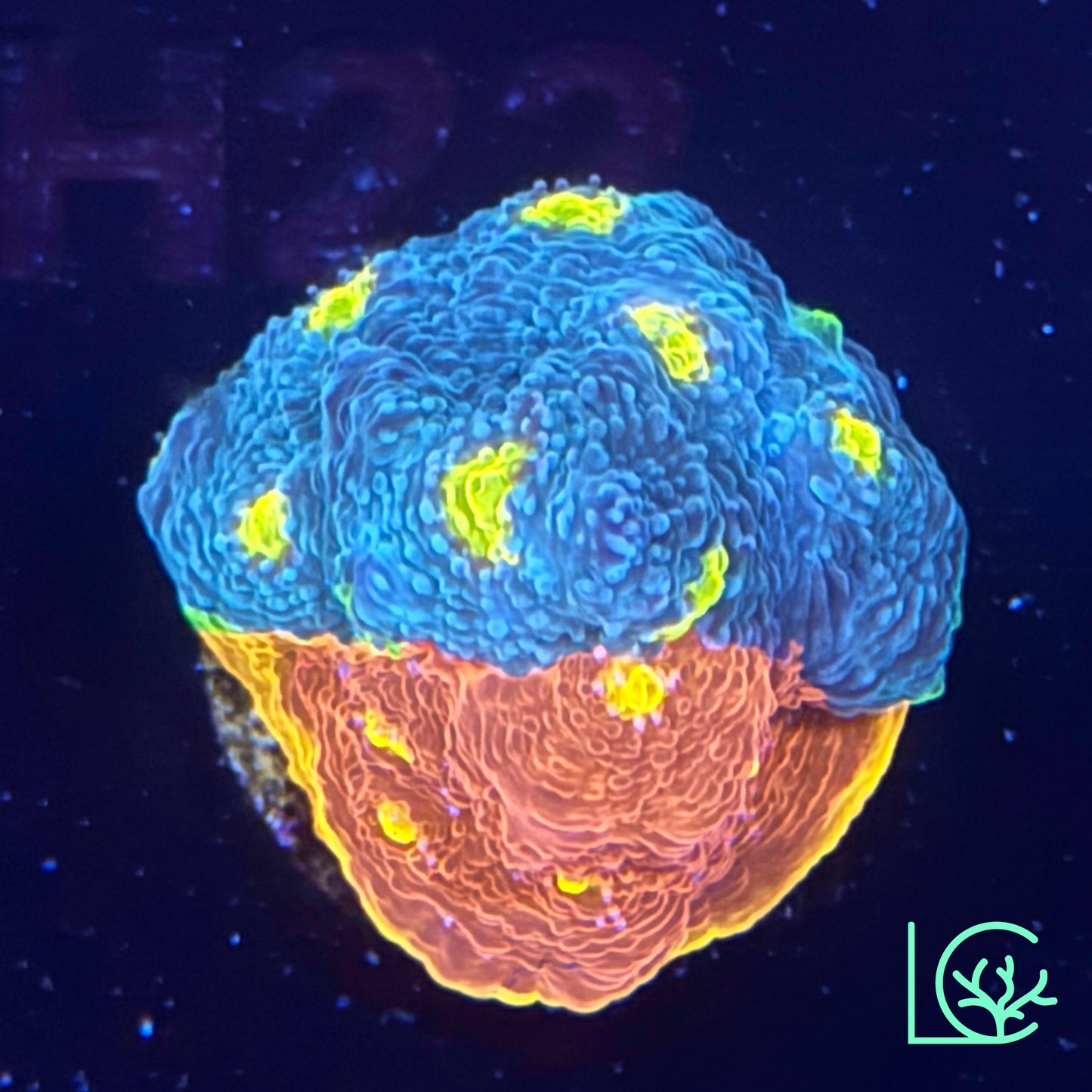 Big R Insane Asylum Chalice WYSIWYG