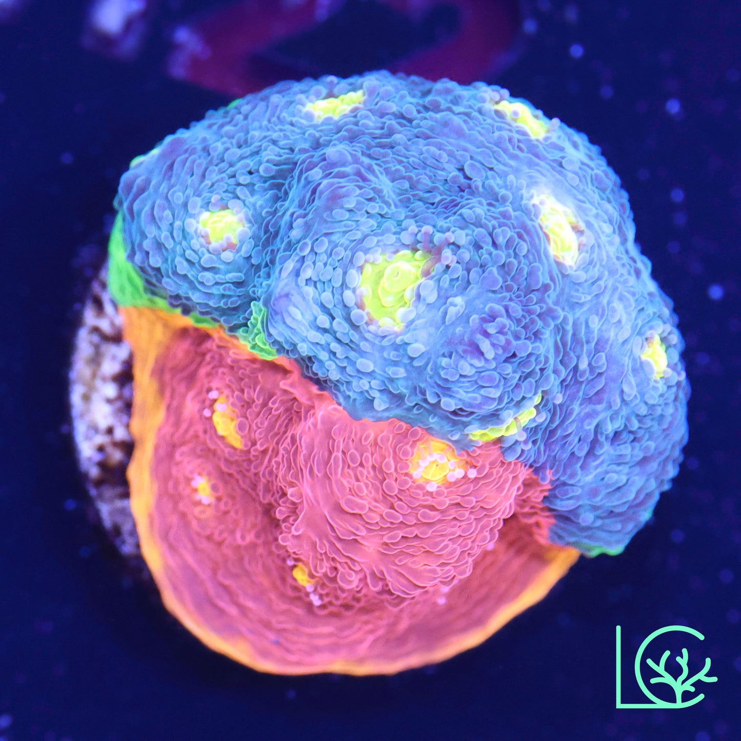 Big R Insane Asylum Chalice WYSIWYG