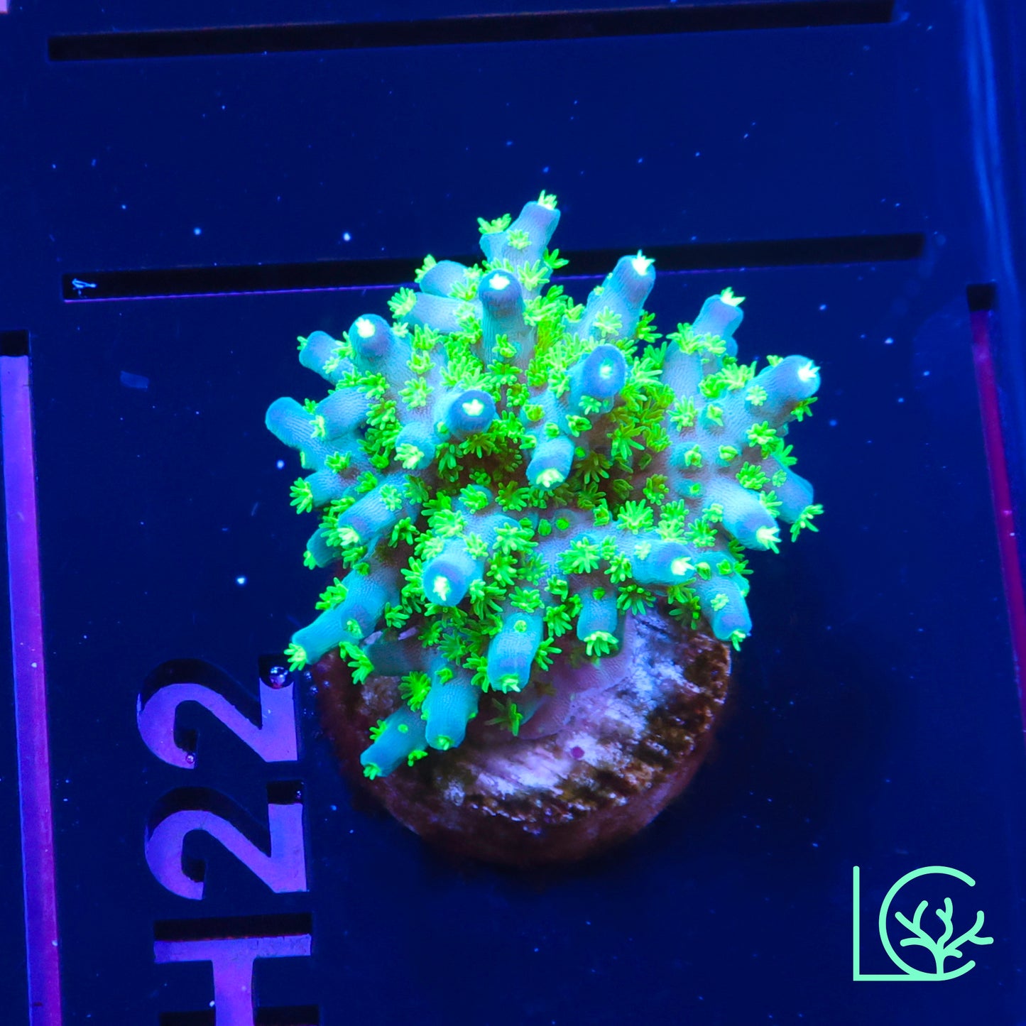 ORA Purple Jade Bonsai Acropora WYSIWYG