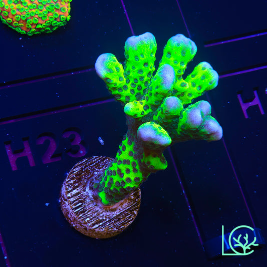 WWC Slimeball Anacropora WYSIWYG