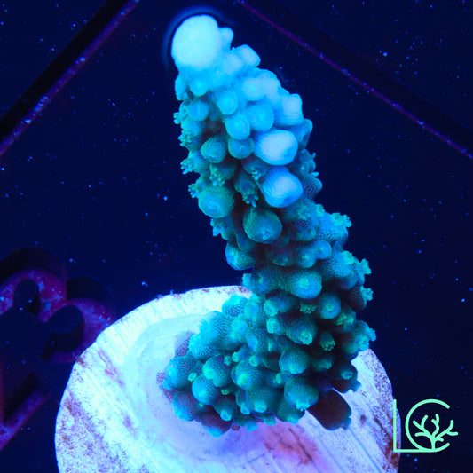 ORA Turquoise Stag WYSIWYG