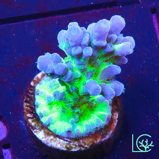 WWC Madman Austrea Acropora WYSIWYG