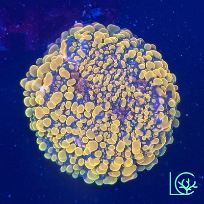 CC Cloudberries Chalice WYSIWYG