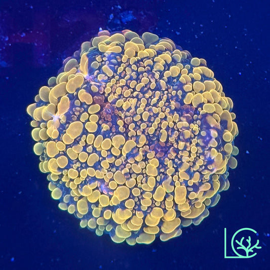 CC Cloudberries Chalice WYSIWYG