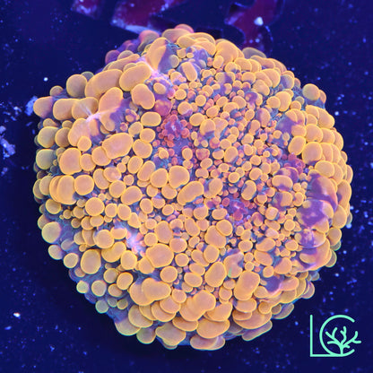 CC Cloudberries Chalice WYSIWYG