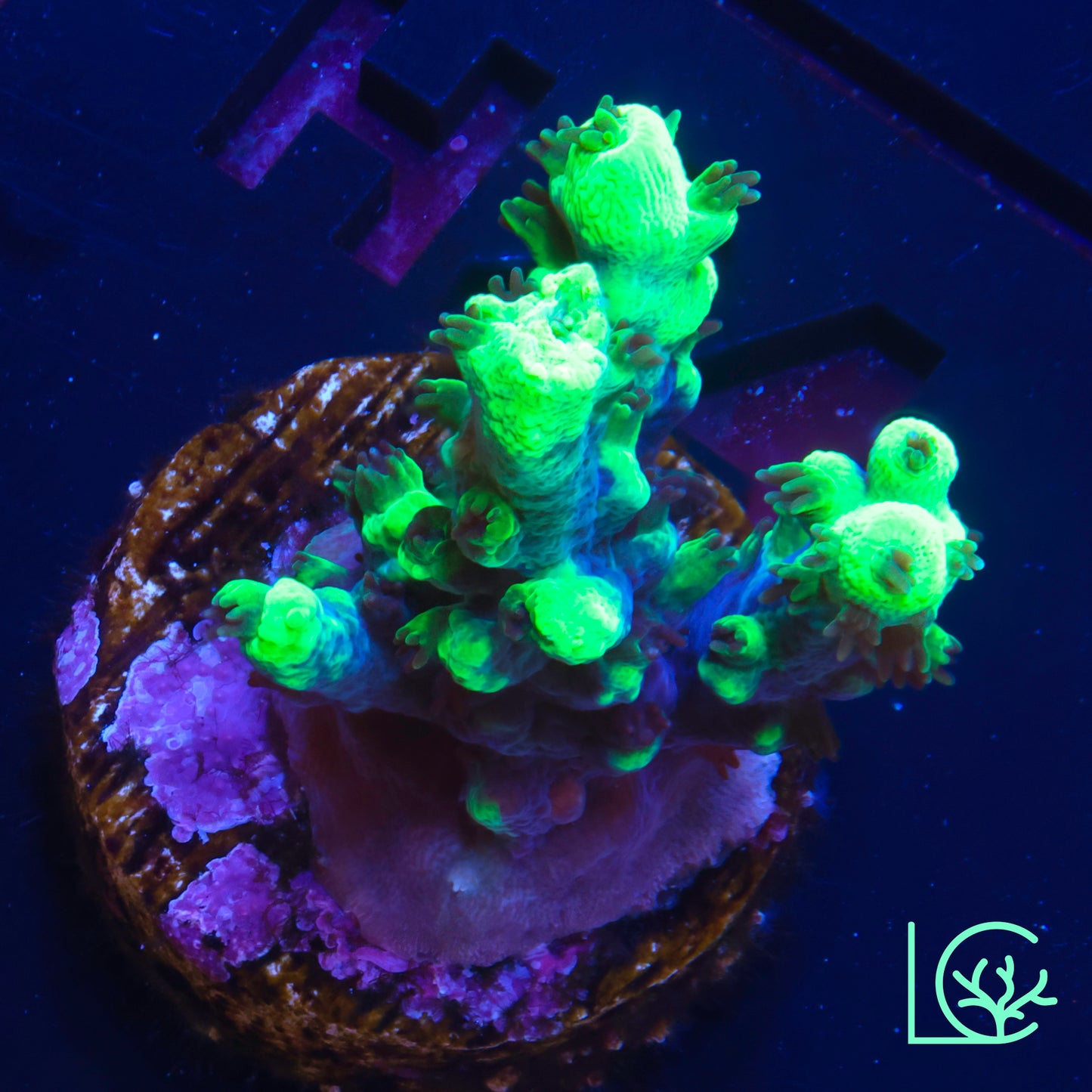 LC Toxic Green Acropora WYSIWYG