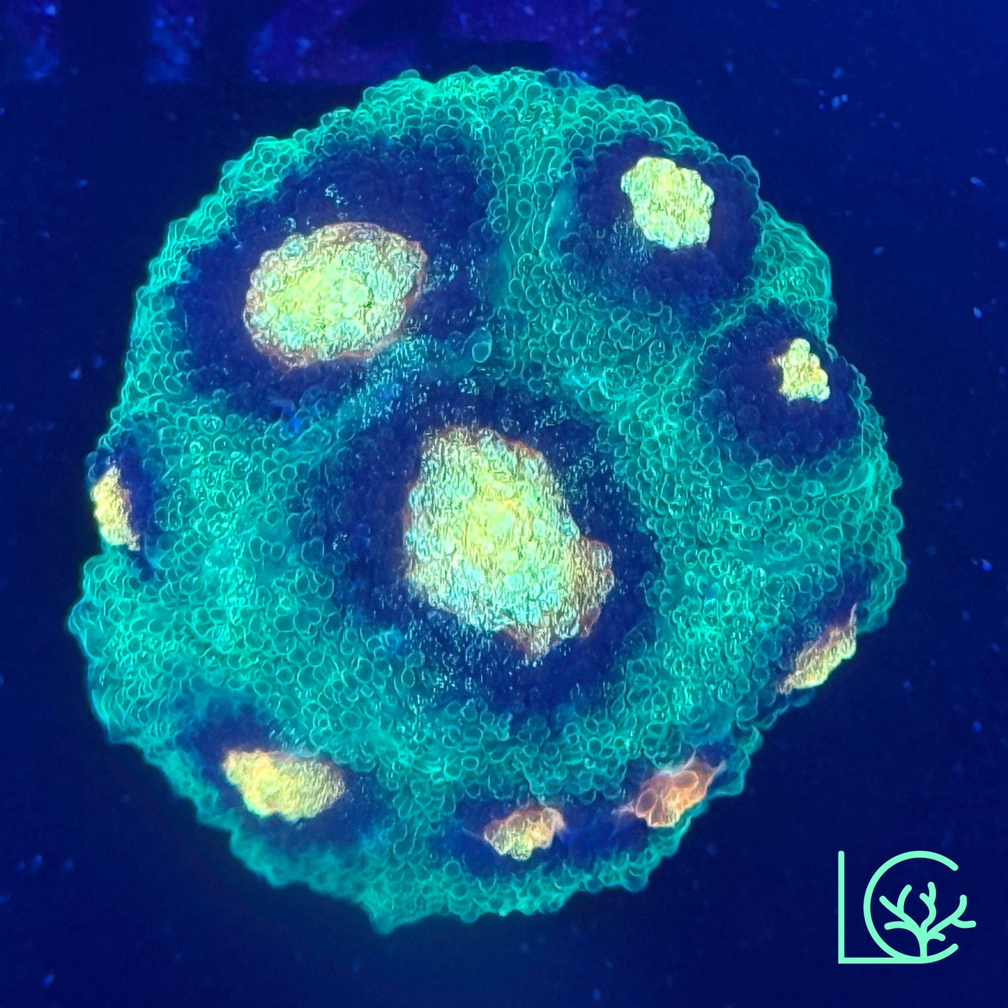 JF Raja Rampage Chalice WYSIWYG