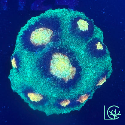 JF Raja Rampage Chalice WYSIWYG