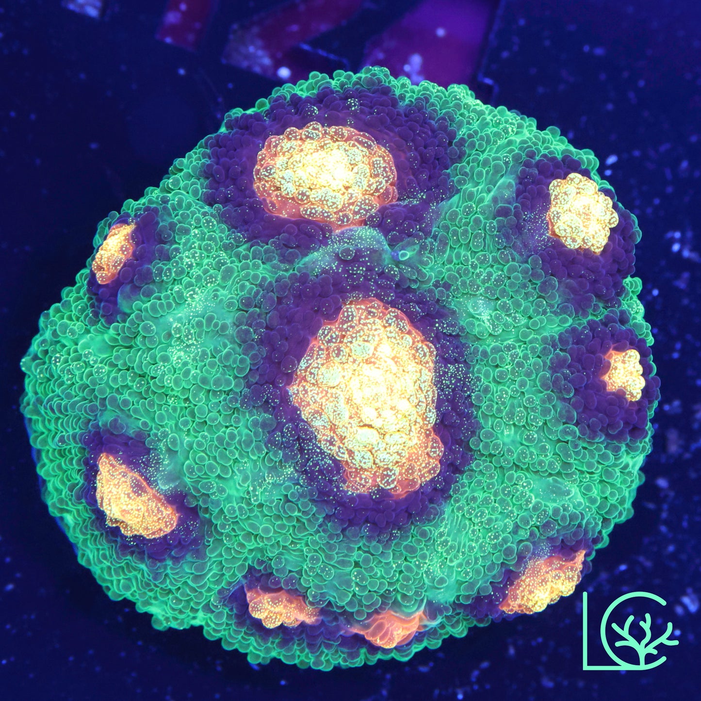 JF Raja Rampage Chalice WYSIWYG