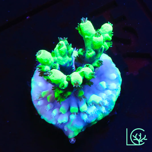 LC Toxic Green Acropora WYSIWYG