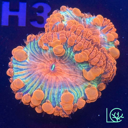 Ultra Rainbow Blasto WYSIWYG