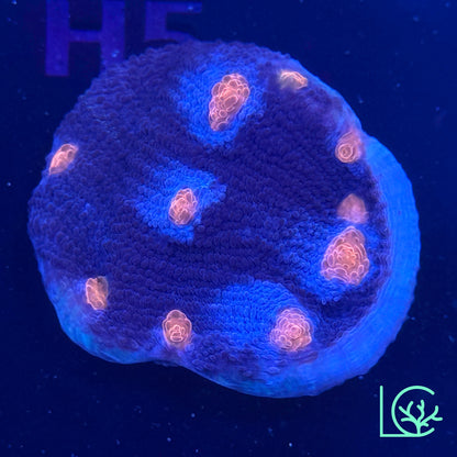 ACI Mike the Mycedium Chalice WYSIWYG