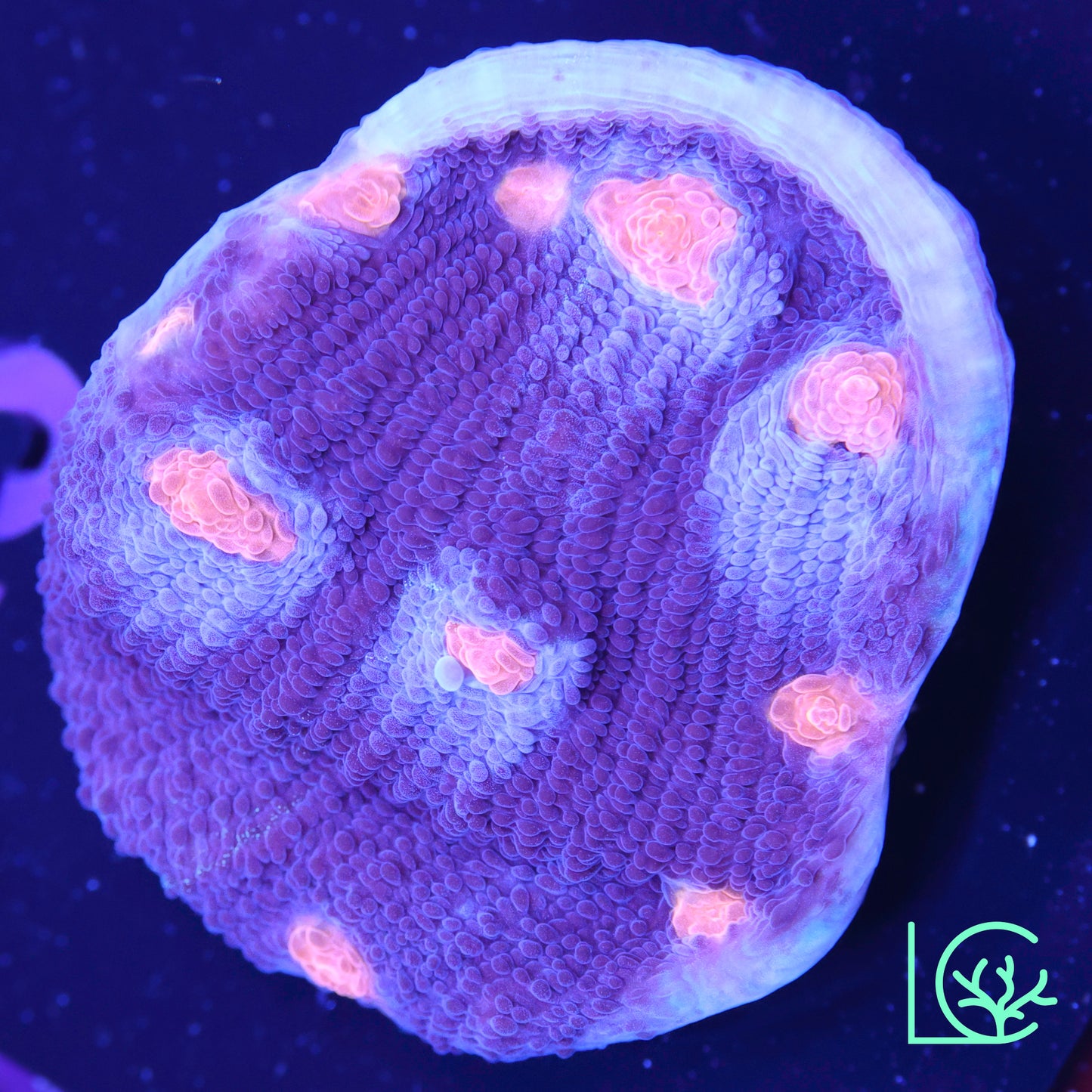 ACI Mike the Mycedium Chalice WYSIWYG