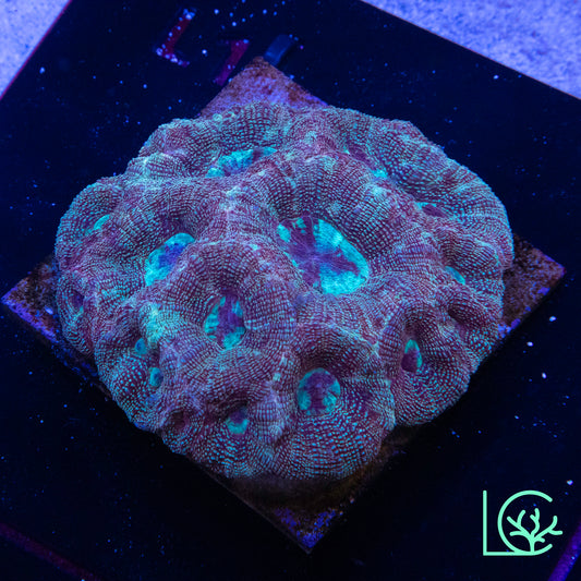 Bowerbanki Colony WYSIWYG