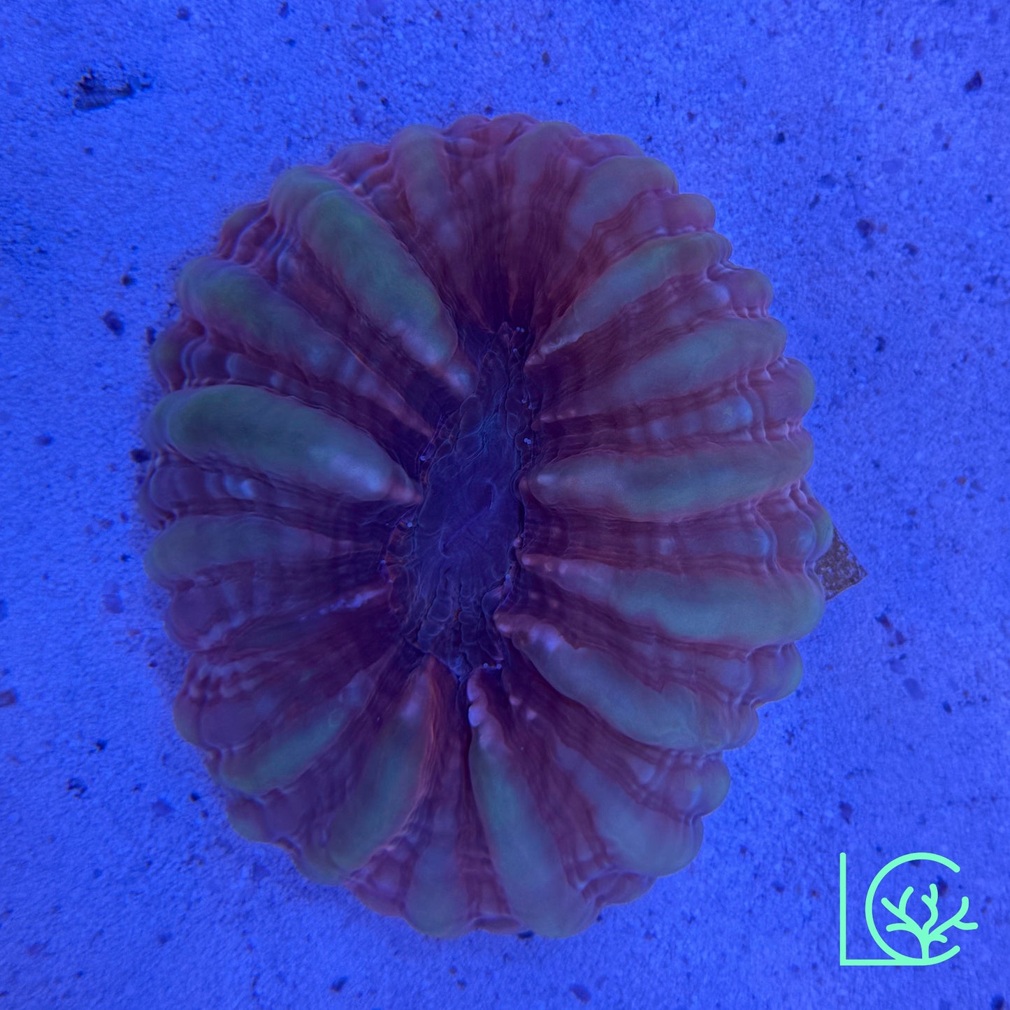 Two Toned Cynarina WYSIWYG