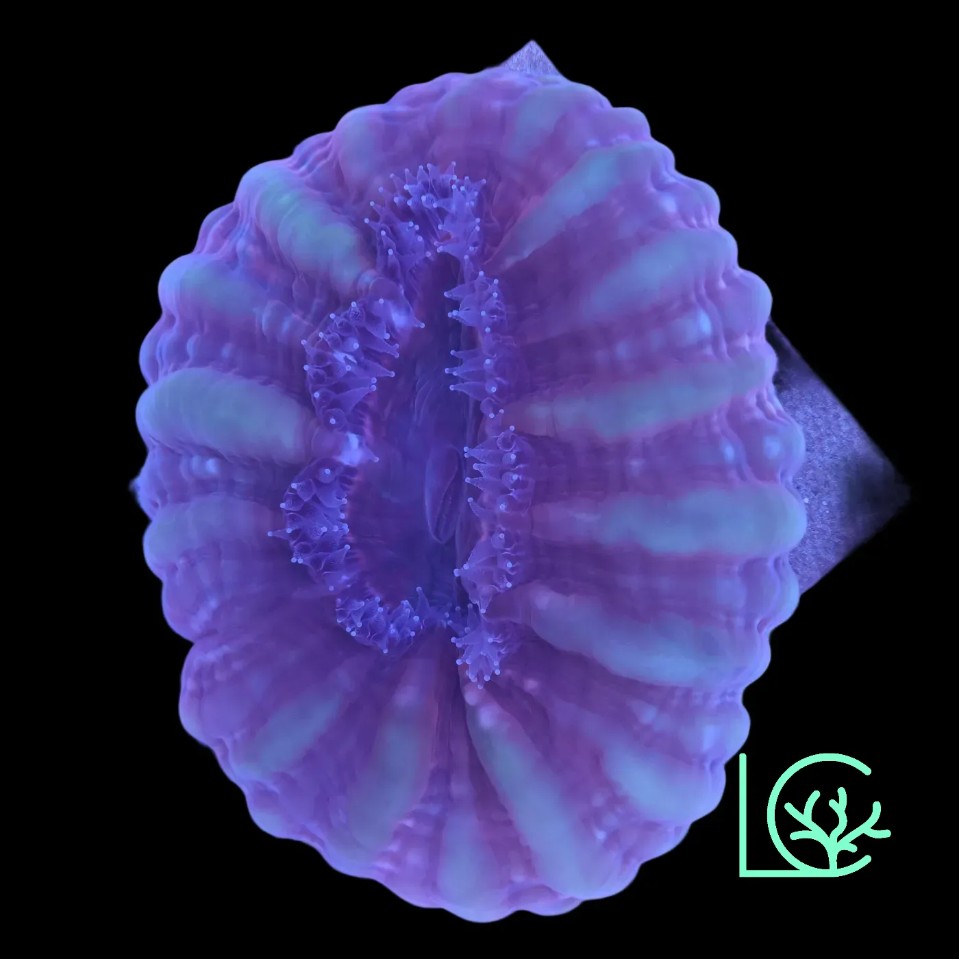 Two Toned Cynarina WYSIWYG