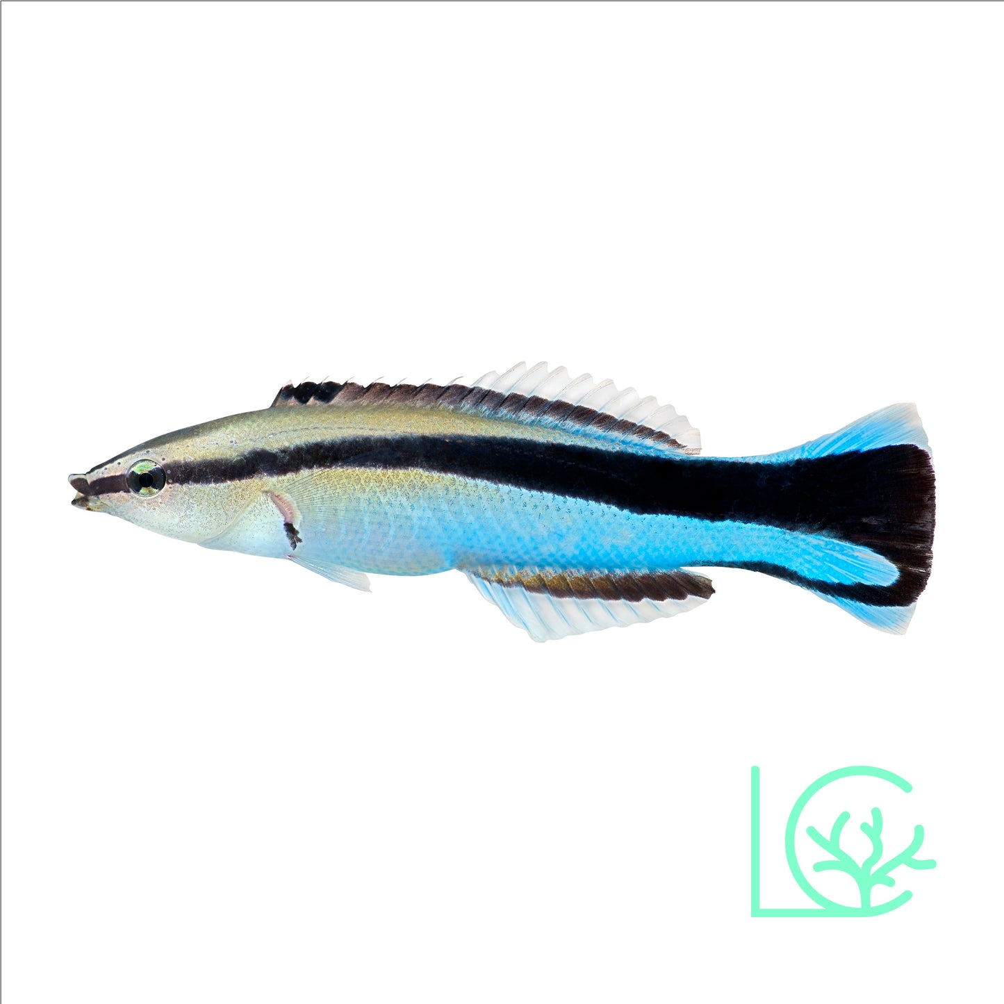 Cleaner Wrasse