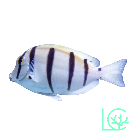 Convict Tang
