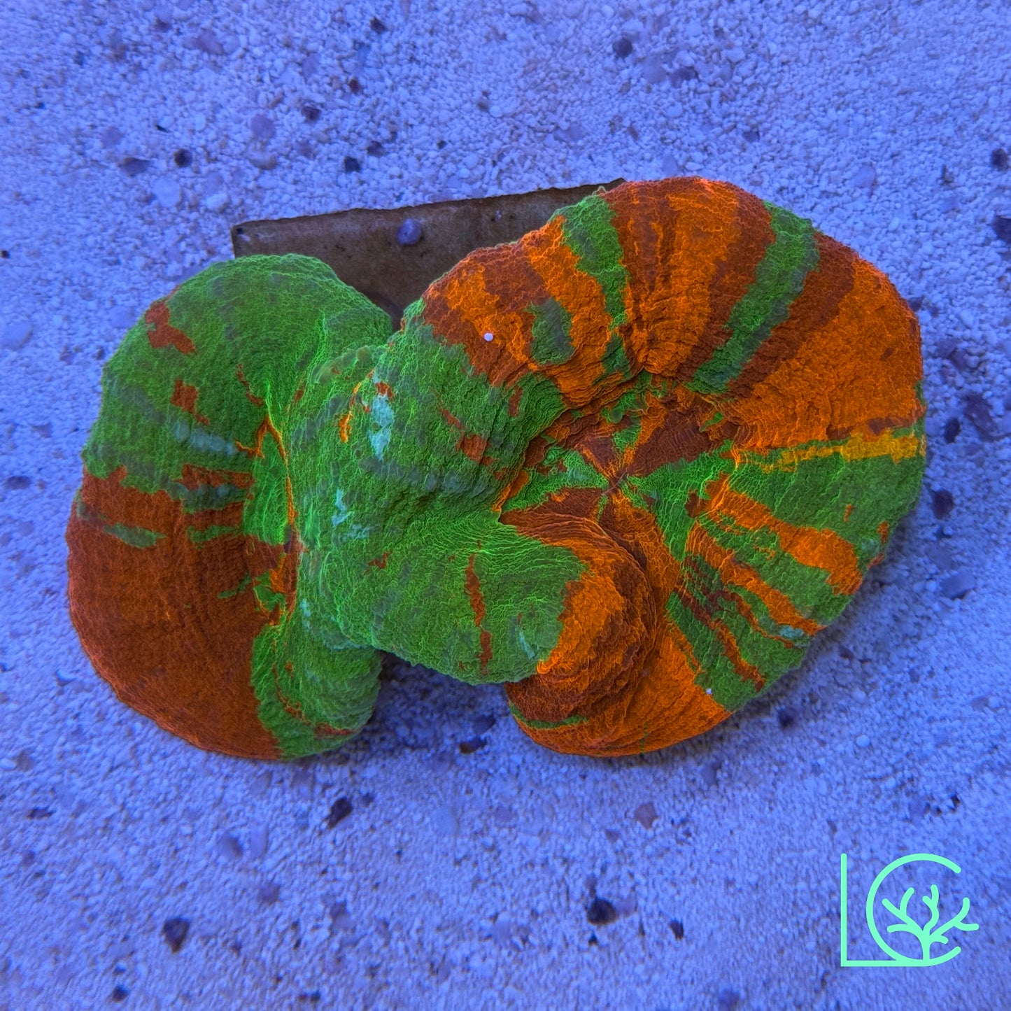 Double Bleeding Apple Scoly WYSIWYG