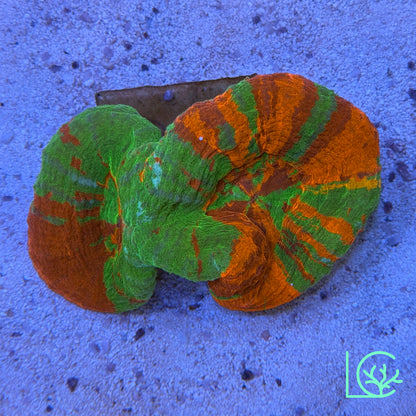 Double Bleeding Apple Scoly WYSIWYG