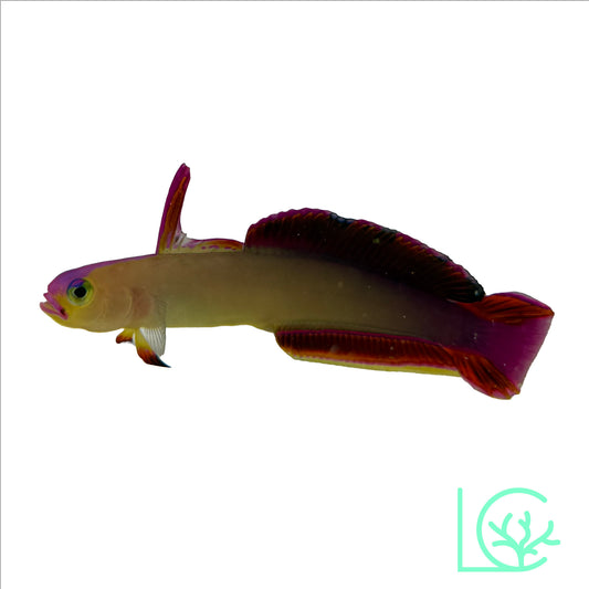 Exquisite Firefish Goby