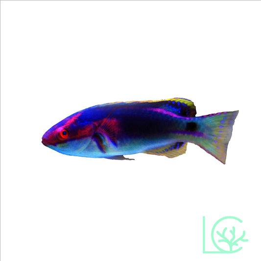 Exquisite Wrasse Male - Large WYSIWYG