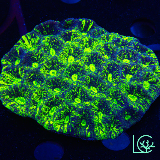 Highlighter Goniastrea Colony
