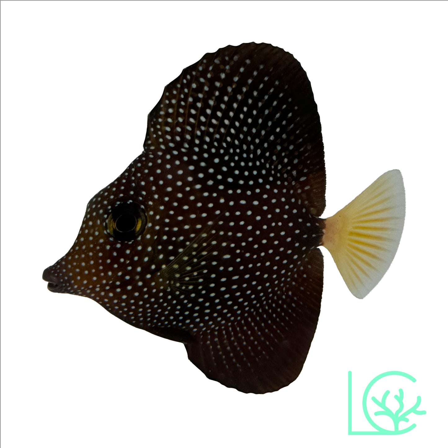 Gem Tang