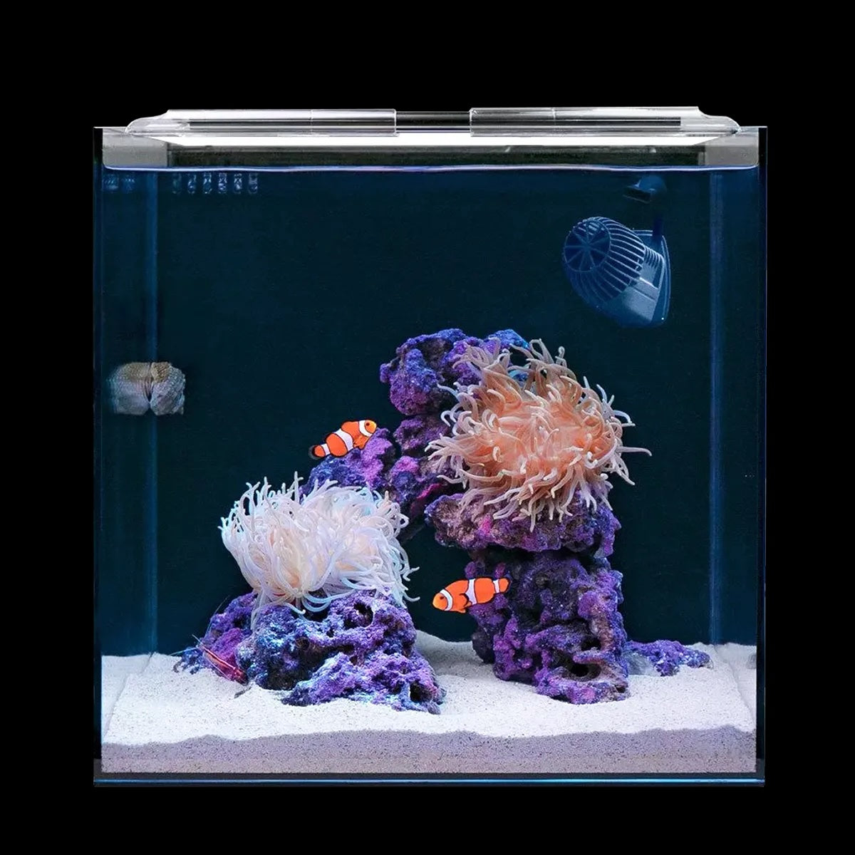 Clownfish & Anemone Aquarium Kit